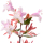 Abelia note image