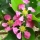Acerola Blossom note image