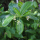 Acronychia pedunculata note image