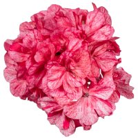 African Geranium