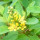Aglaia note image