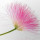 Albizia note image