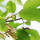 Alder note image