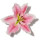 Alstroemeria note image