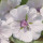 Althaea note image