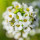 Alyssum note image