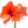 Amarillys note image
