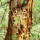 Amburana Wood note image