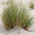 Ammophila