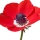 Anemone note image
