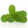 Apple Mint note image