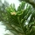 Araucaria note image