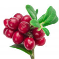 Arbutus