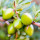 Argan Tree note image