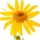 Arnica note image
