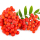 Ashberry note image