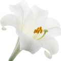 Asian lily