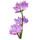 Astragalus note image