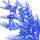 Australian Blue Cypress note image
