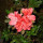 Azalea note image