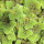 Azolla (Water Fern) note image