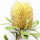 Banksia Australian note image