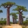 Baobab note image