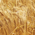 Barley note image
