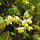 Barrenwort note image