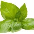 Basil Leaf