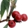 Bearberry note image