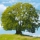 Beech note image