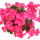 Begonia note image