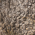 Belambra Tree note image