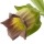 Belladona note image