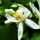 Bergamot Blossom note image