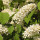 Bird cherry note image