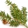 Black Hemlock or Tsuga note image