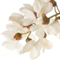 Black locust leaf
