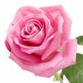 Black Rose