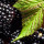 Blackberry Leaf note image
