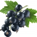 Blackcurrant