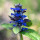 Blue Bugle note image
