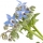 Borage note image
