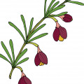 Boronia note image