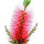 Bottlebrush note image