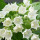 Bread Flower note image