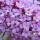 Buddleia