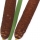 Bulrush note image