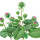 Burdock note image